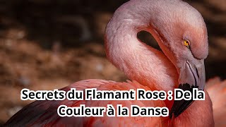 Le flamant rose The pink flamingo [upl. by Ainesy568]