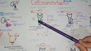 2tout savoir sur linsuffisance rénale aiguë IRAphysiopathologie de lIRA pré rénalfonctionnelle [upl. by Liagibba]