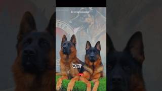 Kangal Dog Vs German shepherd fight facts knowledge pitbull shortsfeed dog shorts [upl. by Htabazile]