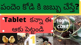 Kodi punju best treatment in teluguroosters best medicinenatukodi disease best medicine in telugu [upl. by Ecinad]