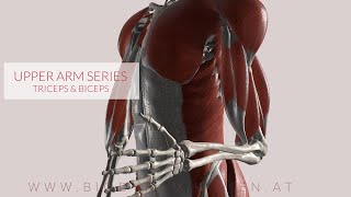 Triceps Biceps Flexion amp Extension Upper Arm Series Part 3a 3D Animation [upl. by Etteniuq]