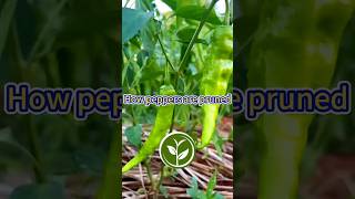 How pepper are pruned shortvideo garden howto plants youtubeshorts viralvideo agriculture [upl. by Khan812]