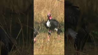 Core Zones are Calling  Vultures in the Wild  Bandhavgarh  Panna  Madhya Pradesh [upl. by Eicul]