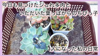 多肉植物今日も見つけたジュれ多肉といただいた葉っぱからの葉挿しっ子1人になった私の戯言 [upl. by Strawn]