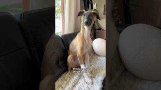 borzoi puppy accessories part 1 dog borzoi puppy puppylife fyp shorts funny [upl. by Niasuh229]