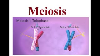 Meiosis Explained The Key to Genetic Diversity  2024 [upl. by Evad]