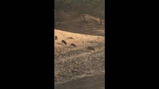 Wild Pig Hunting in the Bay Area of California with Oak Stone Outfitters [upl. by Onavlis]