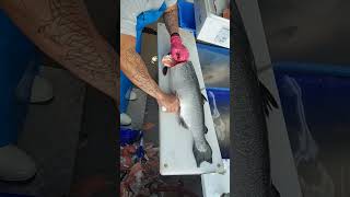 fastest salmon cutter 😱 shorts fishcutting skills satisfying sashimi [upl. by Leihcim]