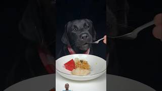 Fragrant steak Labrador Cute pet debut plan Daily life of silly dogs ytshorts trendingshorts [upl. by Harding]