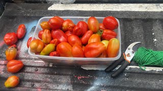 Harvesting San Marzano Tomatoes  Summer 2023 [upl. by Nilyad]