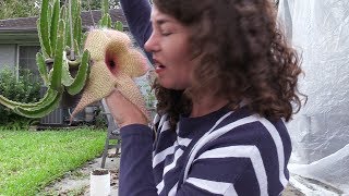 Up close and personal with a 14quot Stapelia gigantea flower [upl. by Arlyn]