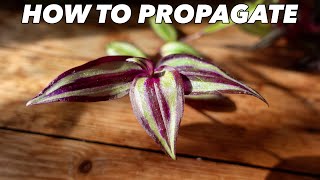 Tradescantia Zebrina Propagation amp Care  Houseplant Hacks  Inch Plant [upl. by Eolcin]