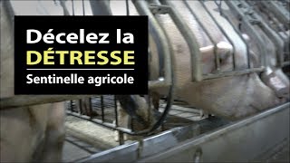 Décelez la détresse  Sentinelle agricole [upl. by Kessler]