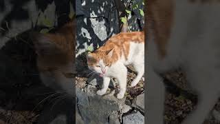 Beautiful Homeless Cat İs Meowing and Purring [upl. by Kissie]