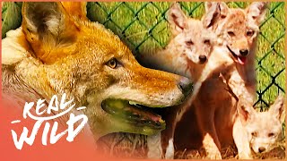 The Unstoppable Super Coyotes Wildlife Documentary  Natural Kingdom  Real Wild [upl. by Gnouh]