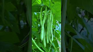 Green Beans plant flowering and fruiting healthy green beans gardening shorts [upl. by Borras]