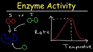 Factors Affecting Enzyme Activity  pH Temperature Competitive and Noncompetitive Inhibition [upl. by Boiney]