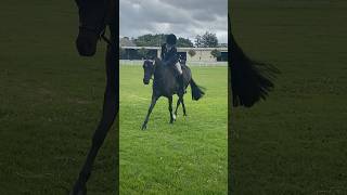 Belle at Alstonville show😍👑🖤 showhorse [upl. by Zeret]