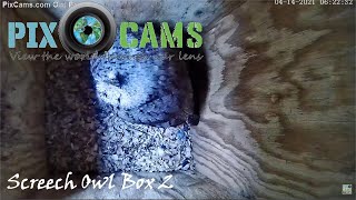 PixCamscom Owl Box 2 Live Stream [upl. by Leicester366]