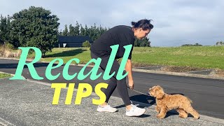 4 Easy Tips to improve your dogs COME command  Recall dog training [upl. by Eniluqaj]