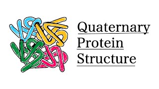 Quaternary Structure of Proteins  MCAT Biochemistry [upl. by Townie905]