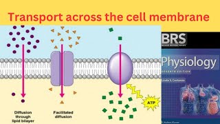 BRS Physiology  Transport across the Cell Membrane  Simple diffusion and Facilitated diffusion [upl. by Anaejer]