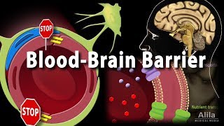 Blood Brain Barrier Animation [upl. by Atinehs287]