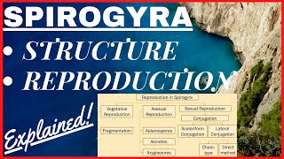 Chlorophyta Green Algae  Scalariform Lateral Conjugation Reproduction in Spirogyra Diagram NEET [upl. by Anaeda]