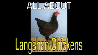 Langshan Chicken  Information [upl. by Hras]