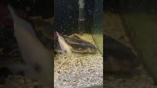 Feeding a 125G Mbuna Cichlid Tank [upl. by Domenech]