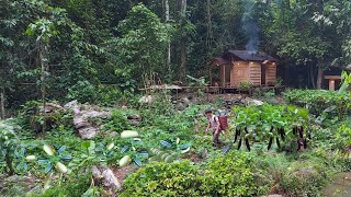 2 year living in forest gardening growing watermelon eggplant asparagus harvest to market sell [upl. by Niwle40]