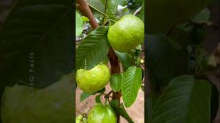 How to Grow Guava at Home Using Unique Technique plants shorts farming [upl. by Octavia]