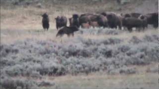 Yellowstone Grizzly and Bison [upl. by Sitsuj]