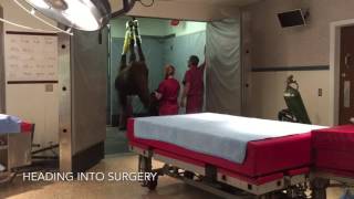 Equine Splint Bone Removal Surgery [upl. by Kirst]