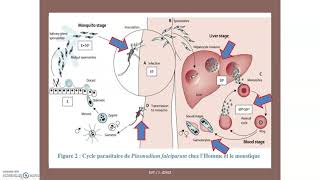 Le paludisme ou malaria une maladie à transmission vectorielle [upl. by Norehs]