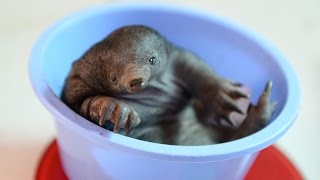 Australia Zoo welcomes first baby echidna [upl. by Damon169]