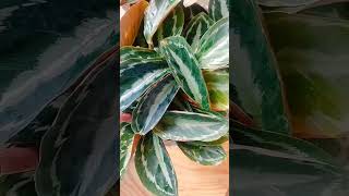 How to care for calathea plantscalathea plants calathea plant varieties calathea calatheaplant [upl. by Earej]