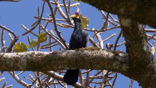 Rosss Turaco and its Call [upl. by Heilman]