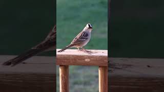 Whitecrowned Sparrow Greeting birds wildlife nature texasoutdoors [upl. by Hooke]