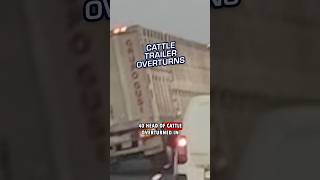 Cattle Trailer Overturns [upl. by Glenn]