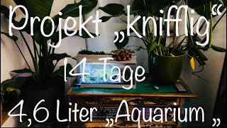 46 Liter „Aquarium“ aquarium aquaristik [upl. by Elodia]