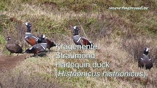 Kragenente Straumönd Harlequin duck Histrionicus histrionicus [upl. by Yelkrab]