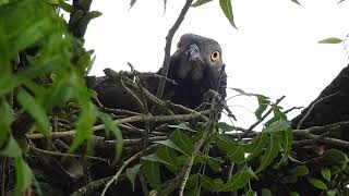 Crested Honey Buzzard daddy settling down for nest duty Part 2 [upl. by Fronia]