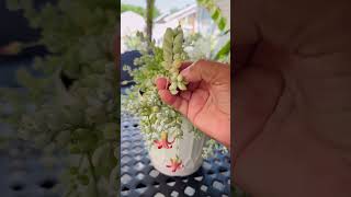 Cotyledon pendens suculenta con hermosas flores succulents [upl. by Nada]