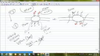 6physiology\nerve Na k Pump فسيولوجيا الاعصاب [upl. by Eidoow193]