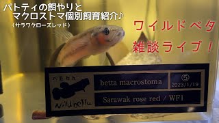 【ワイルドベタ雑談】パトティの餌やりとマクロストマ個別飼育 [upl. by Aenet622]