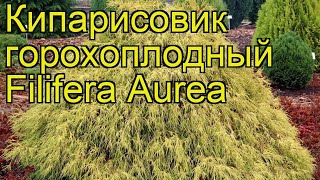 Кипарисовик горохоплодный Филифера Аурена Краткий обзор chamaecyparis pisifera Filifera Aurea [upl. by Houser]