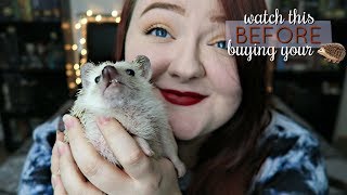 10 Things You Need To Know Before Buying A Hedgehog [upl. by Enaelem962]