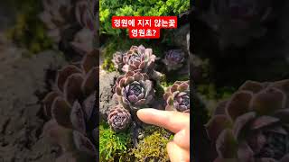 정원 영원히 지지않는 꽃 영원초 바위솔을 아시나요 Sempervivum [upl. by Ginger943]