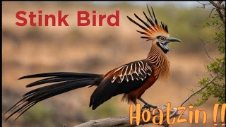 Hoatzin or Hoactzin  Stink birdnature [upl. by Mariejeanne]